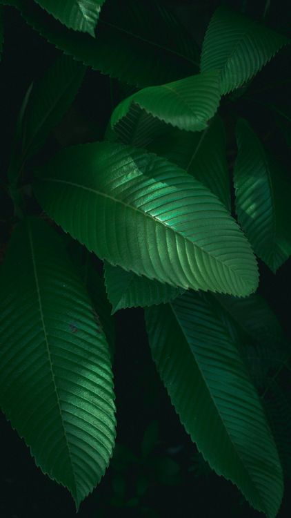  The oasis riverside bg